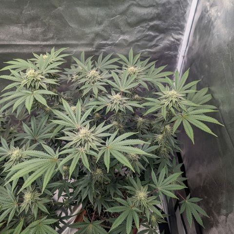 Apple Candies growlog timeline photo