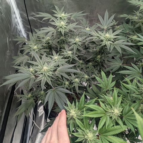 Apple Candies growlog timeline photo