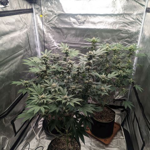Apple Candies growlog timeline photo