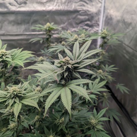 Apple Candies growlog timeline photo