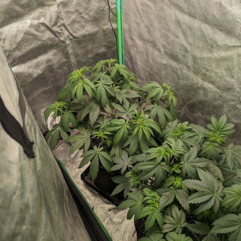 Lemon Cherry Gelato x Black Velvet #1 growlog timeline photo