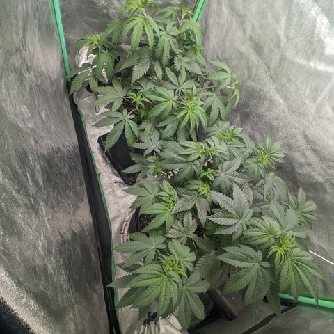 Lemon Cherry Gelato x Black Velvet #1 growlog timeline photo