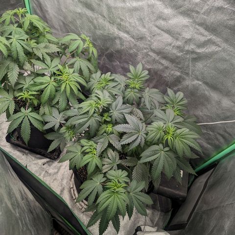 Lemon Cherry Gelato x Black Velvet #1 growlog timeline photo