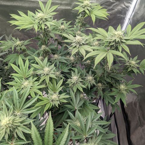 Apple Candies growlog timeline photo
