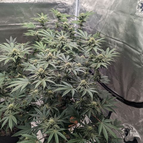 Apple Candies growlog timeline photo