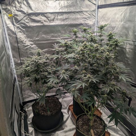 Apple Candies growlog timeline photo