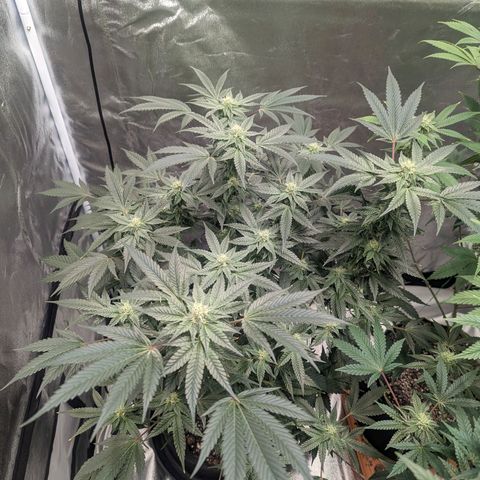 Apple Candies growlog timeline photo