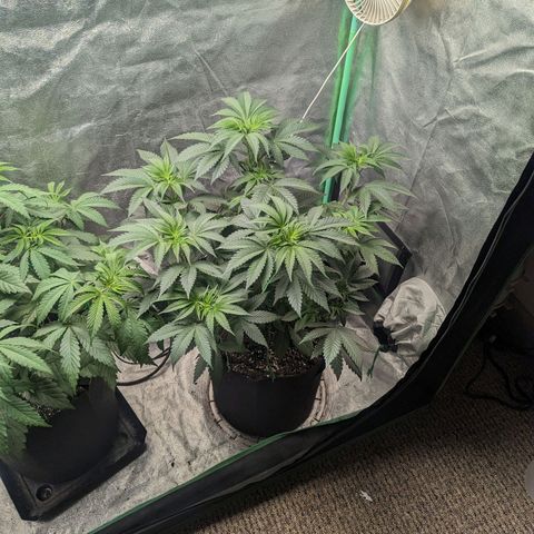 Lemon Cherry Gelato x Black Velvet #1 growlog photo: Watered right plant 