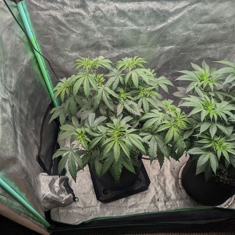 Lemon Cherry Gelato x Black Velvet #1 growlog photo: Watered right plant 