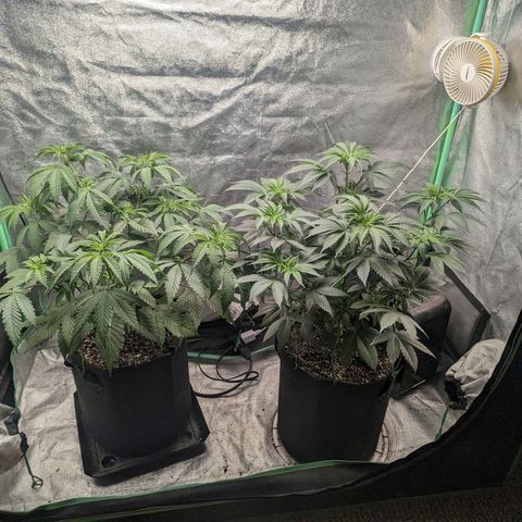 Lemon Cherry Gelato x Black Velvet #1 growlog photo: Watered right plant 