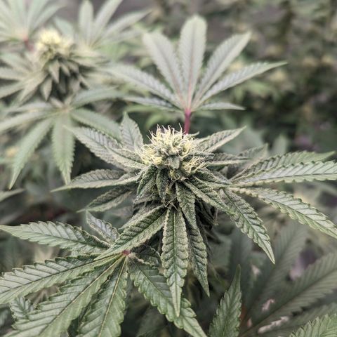Apple Candies growlog timeline photo