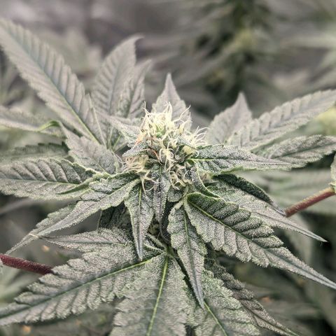 Apple Candies growlog timeline photo