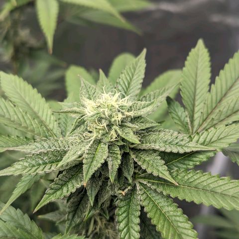 Apple Candies growlog timeline photo