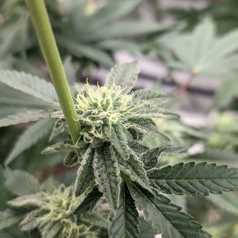Apple Candies growlog timeline photo