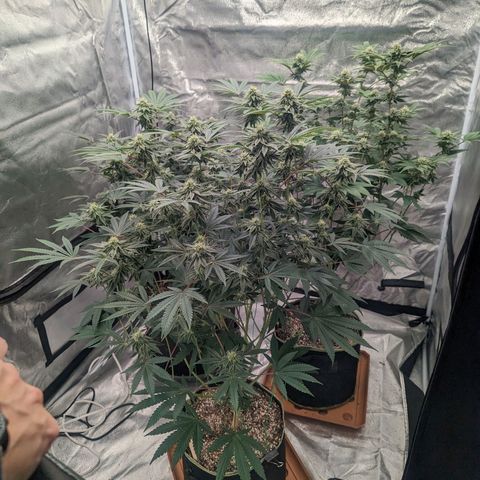 Apple Candies growlog timeline photo