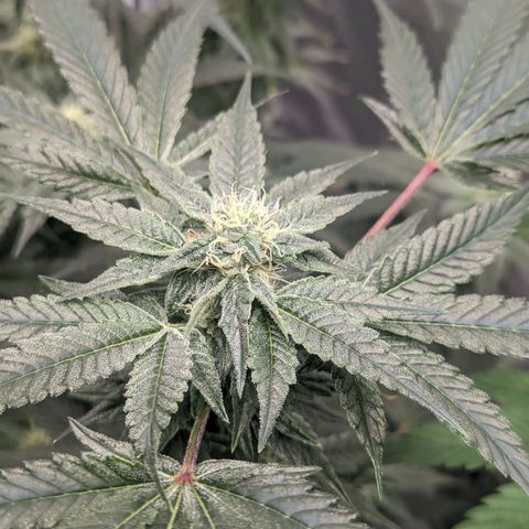Apple Candies growlog timeline photo