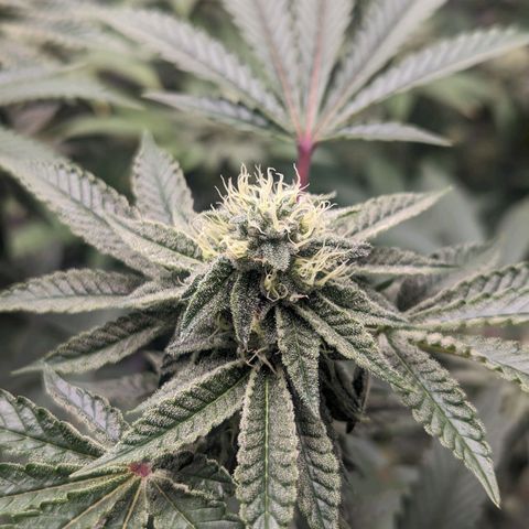 Apple Candies growlog timeline photo