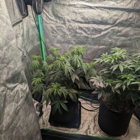 Lemon Cherry Gelato x Black Velvet #1 growlog timeline photo