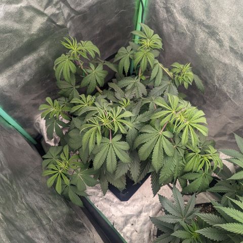 Lemon Cherry Gelato x Black Velvet #1 growlog timeline photo