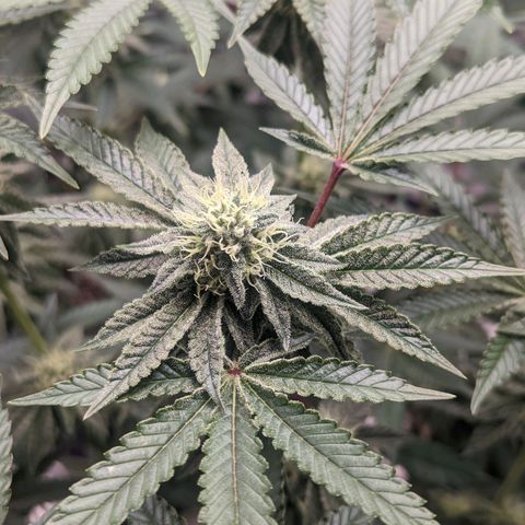 Apple Candies growlog timeline photo