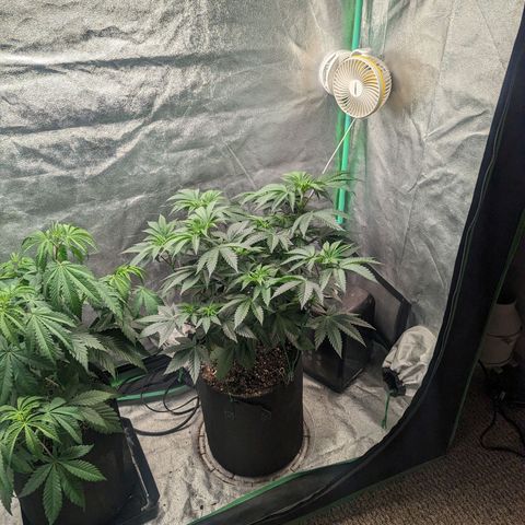 Lemon Cherry Gelato x Black Velvet #1 growlog timeline photo