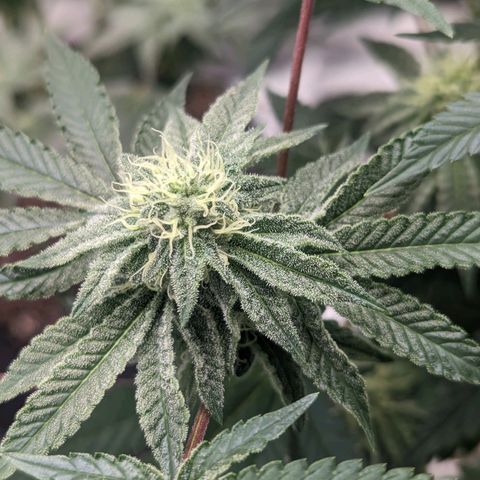 Apple Candies growlog timeline photo