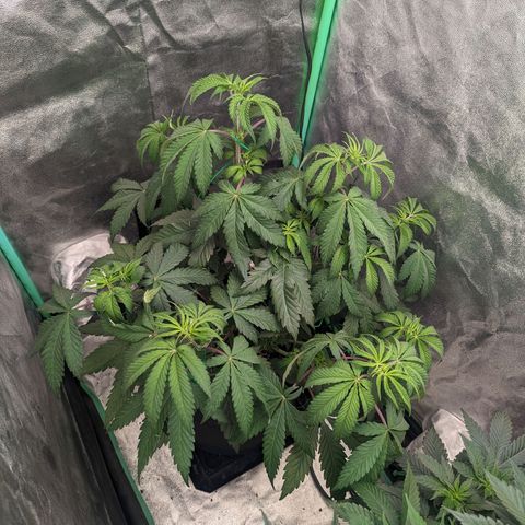 Lemon Cherry Gelato x Black Velvet #1 growlog timeline photo