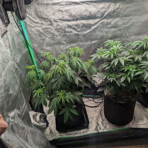 Lemon Cherry Gelato x Black Velvet #1 growlog timeline photo