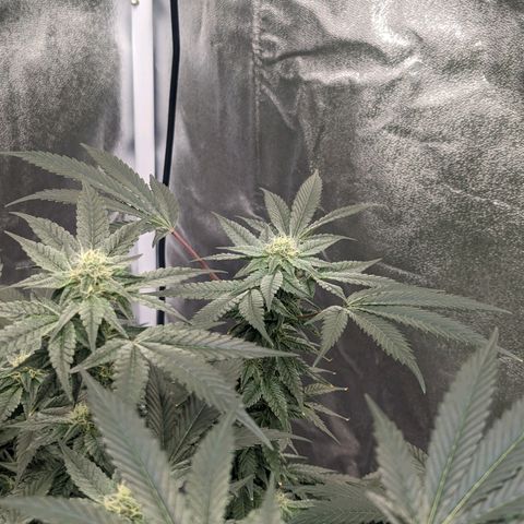Apple Candies growlog timeline photo