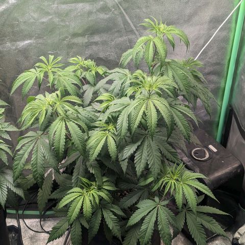 Lemon Cherry Gelato x Black Velvet #1 growlog timeline photo