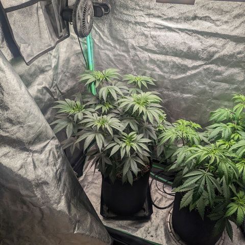 Lemon Cherry Gelato x Black Velvet #1 growlog timeline photo