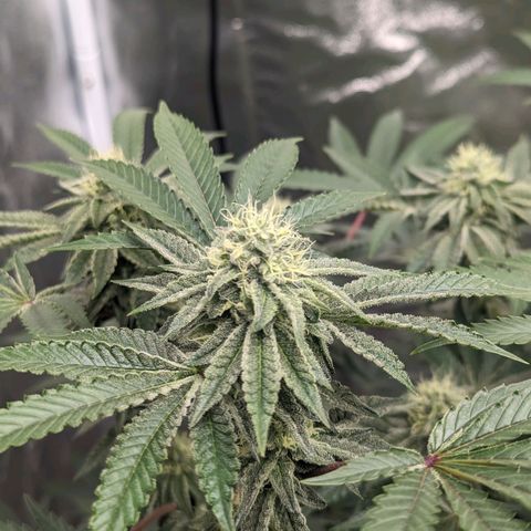 Apple Candies growlog timeline photo