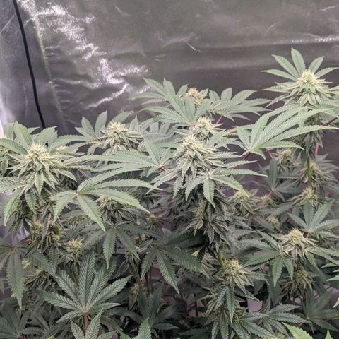 Apple Candies growlog timeline photo