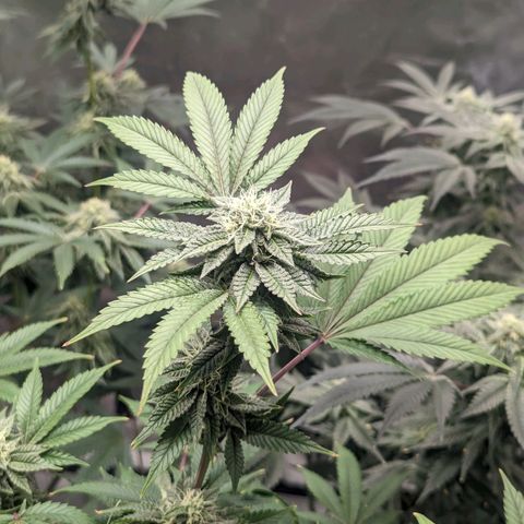 Apple Candies growlog timeline photo