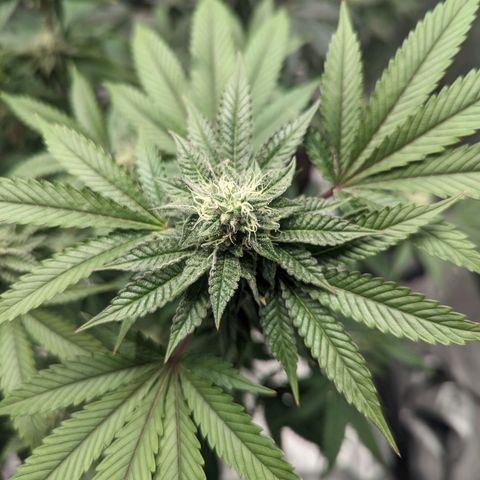 Apple Candies growlog timeline photo