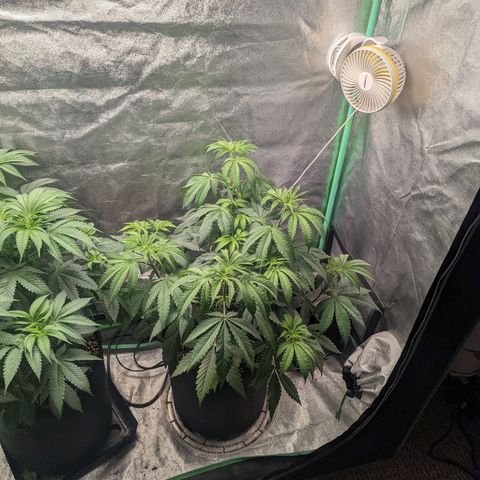 Lemon Cherry Gelato x Black Velvet #1 growlog timeline photo