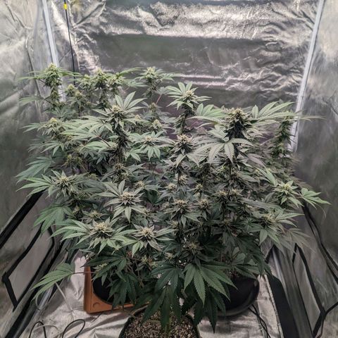 Apple Candies growlog timeline photo