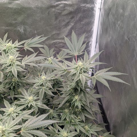 Apple Candies growlog timeline photo