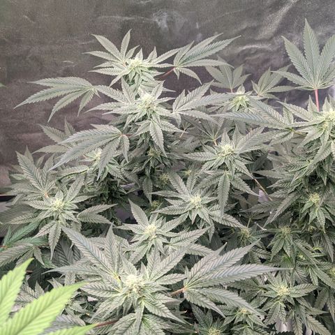 Apple Candies growlog timeline photo