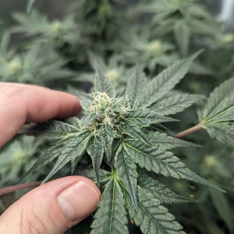 Apple Candies growlog timeline photo