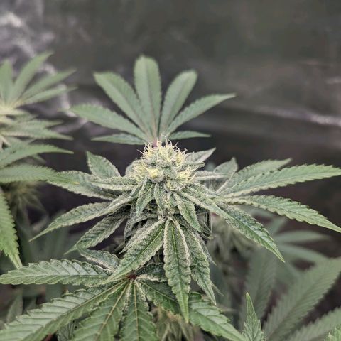 Apple Candies growlog timeline photo