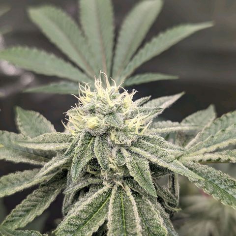Apple Candies growlog timeline photo