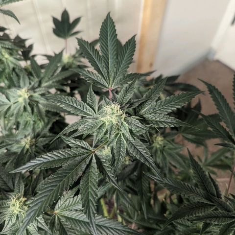 Apple Candies growlog timeline photo