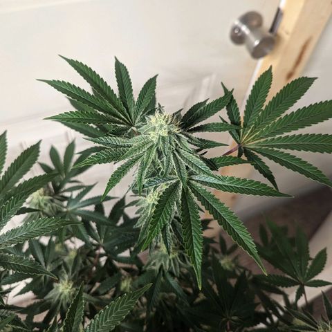 Apple Candies growlog timeline photo