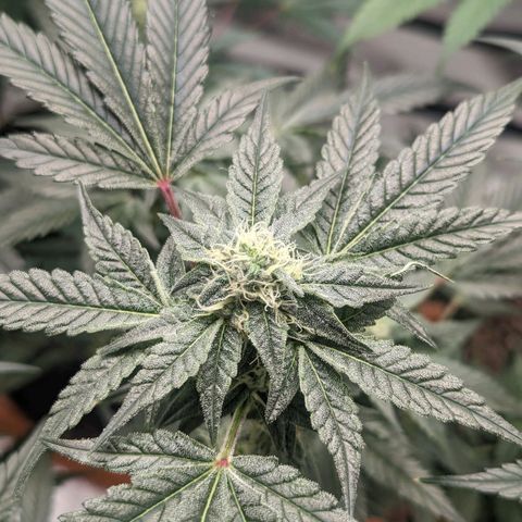 Apple Candies growlog timeline photo