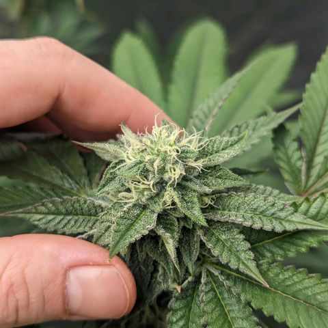 Apple Candies growlog timeline photo