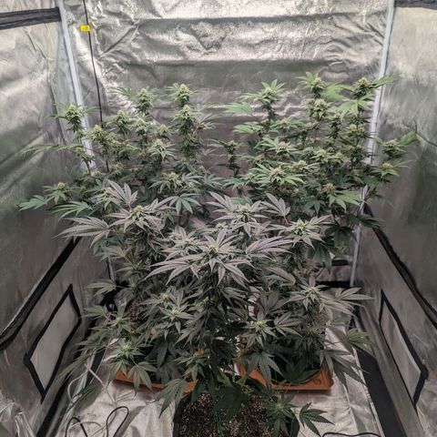 Apple Candies growlog timeline photo