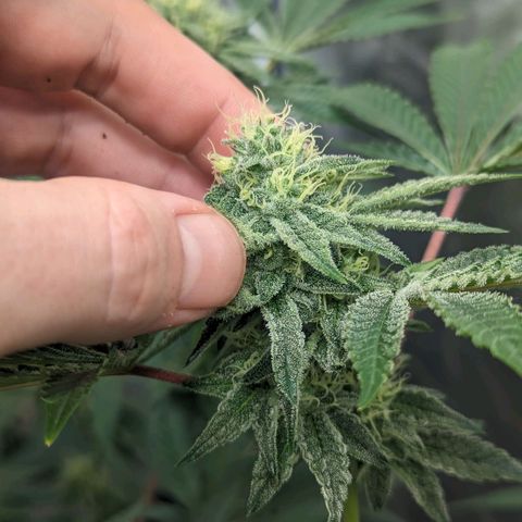 Apple Candies growlog timeline photo
