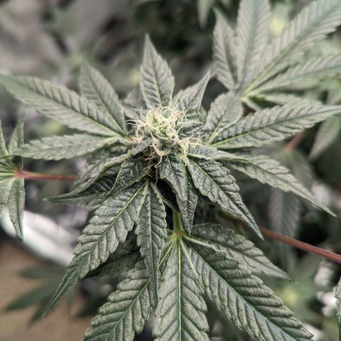 Apple Candies growlog timeline photo