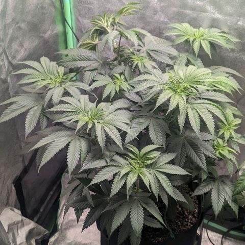 Lemon Cherry Gelato x Black Velvet #1 growlog timeline photo
